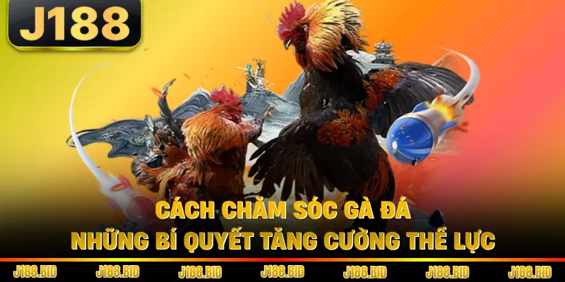 Cách Chăm Sóc Gà Đá - Những Bí Quyết Tăng Cường Thể Lực