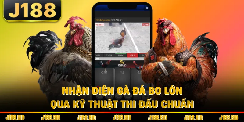 Nhận diện gà đá bo lớn qua kỹ thuật thi đấu chuẩn